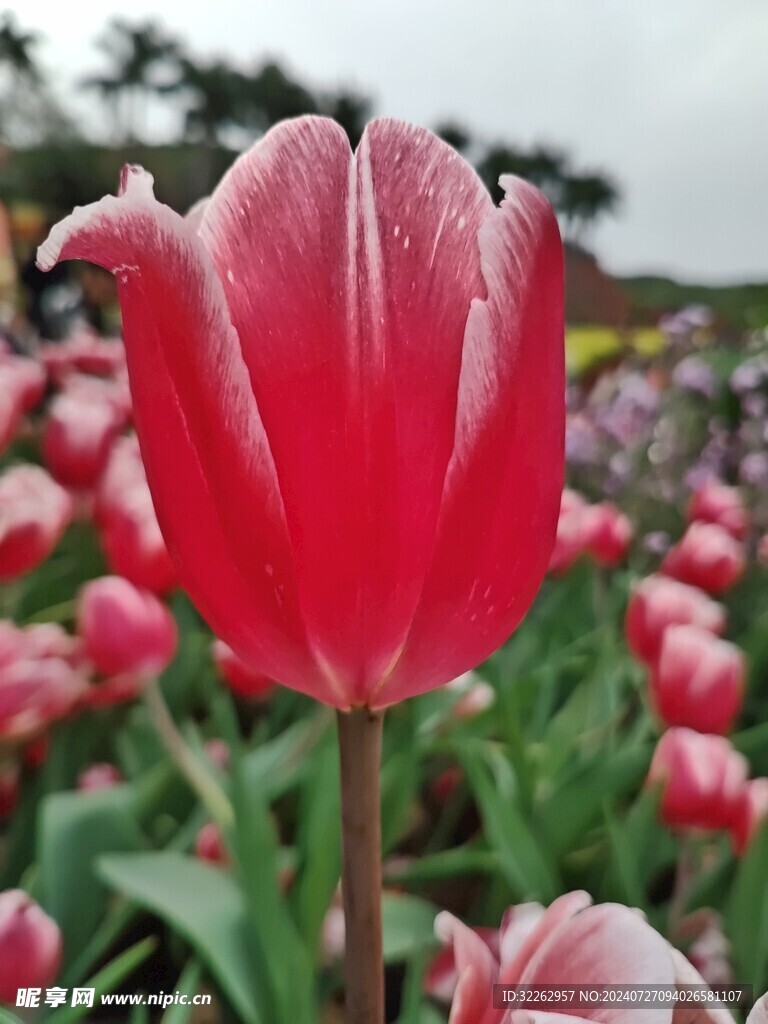 郁金香