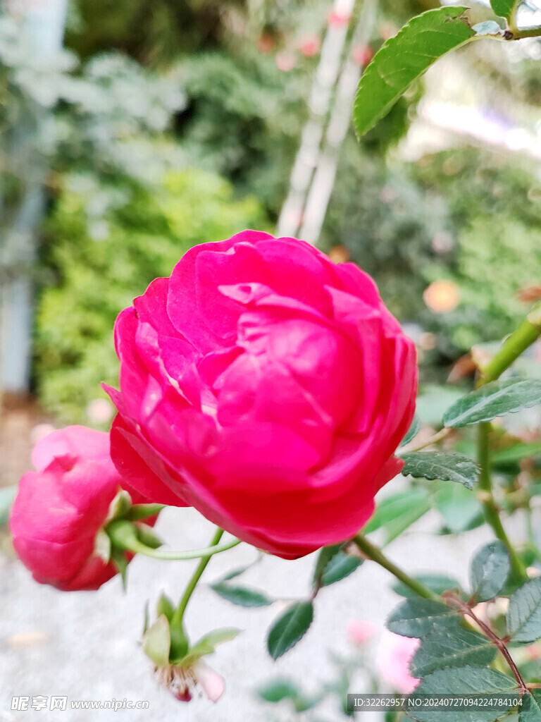 茶花