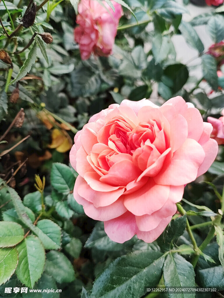 粉色月季花
