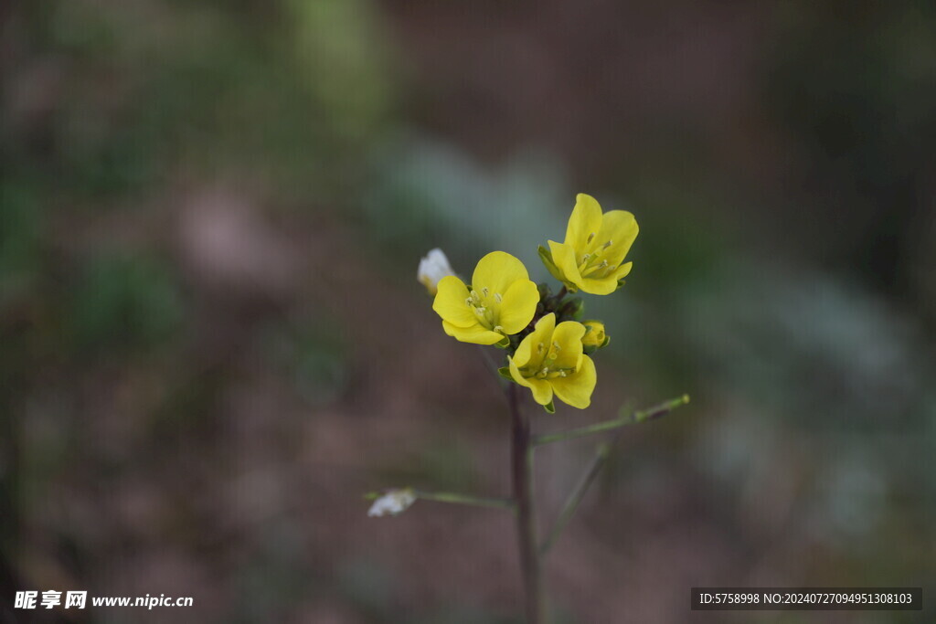 黄色菜花