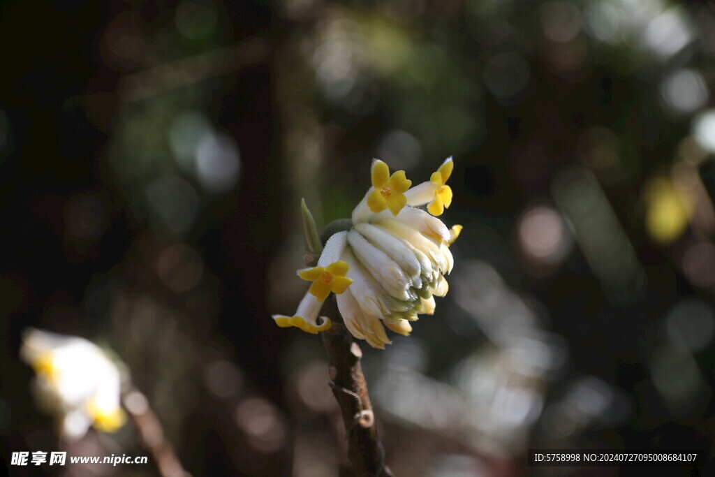 黄瑞香花