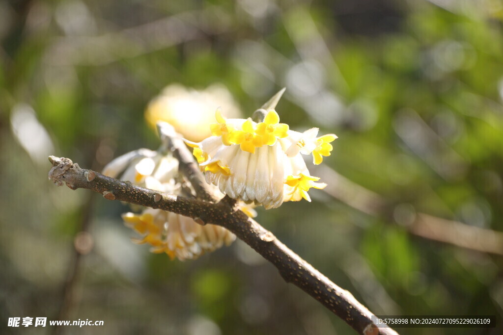 打结花