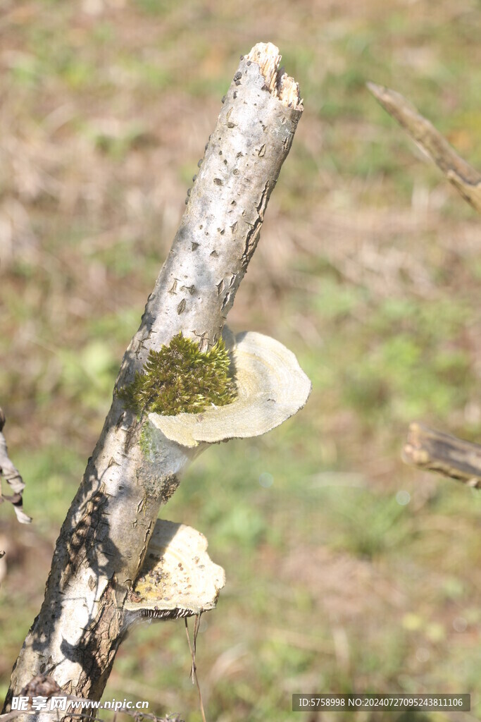 野生灵芝