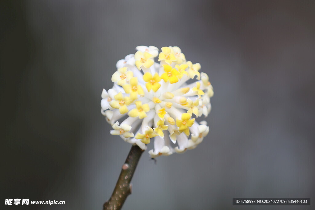 结香花