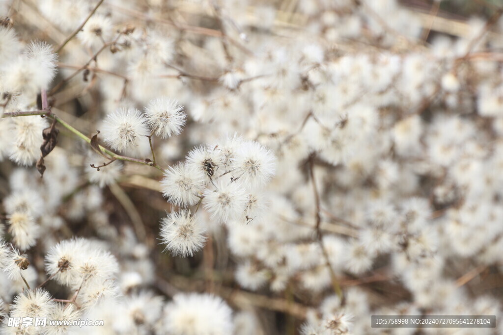 千里光花丛