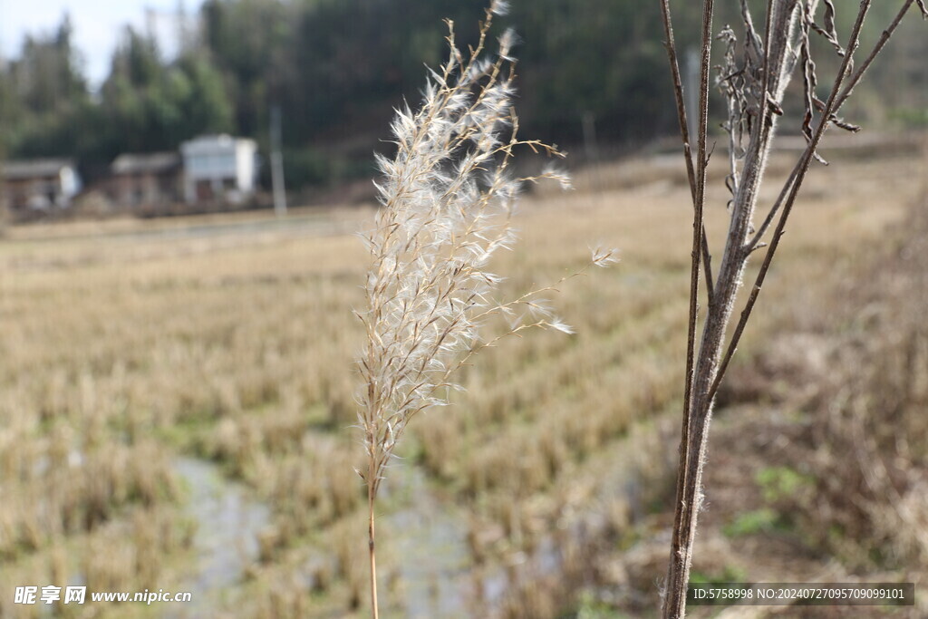 一支荻花