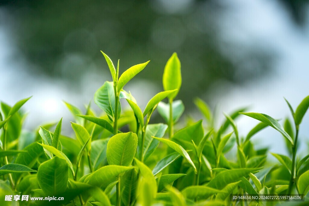 茶树茶叶特写