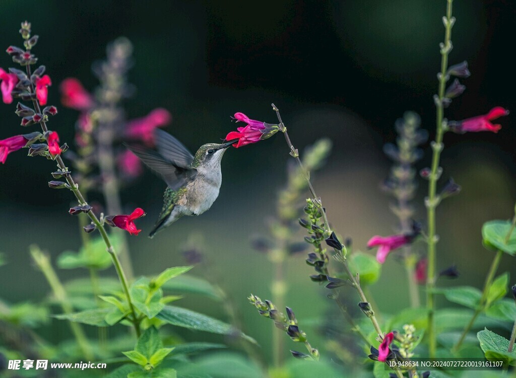 蜂鸟吸食花蜜