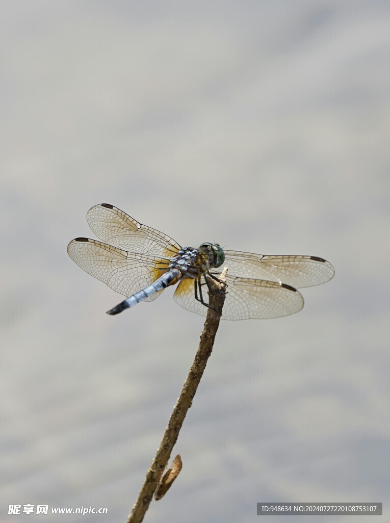 蜻蜓