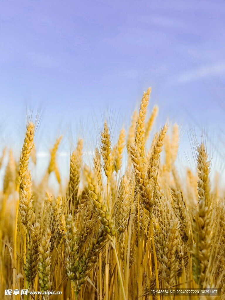 小麦成熟