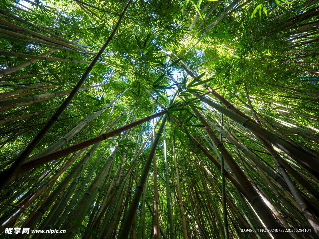 竹林
