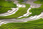 稻田田园风光