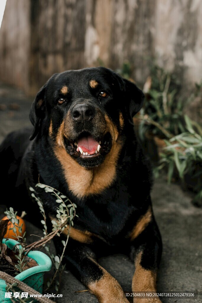 狗