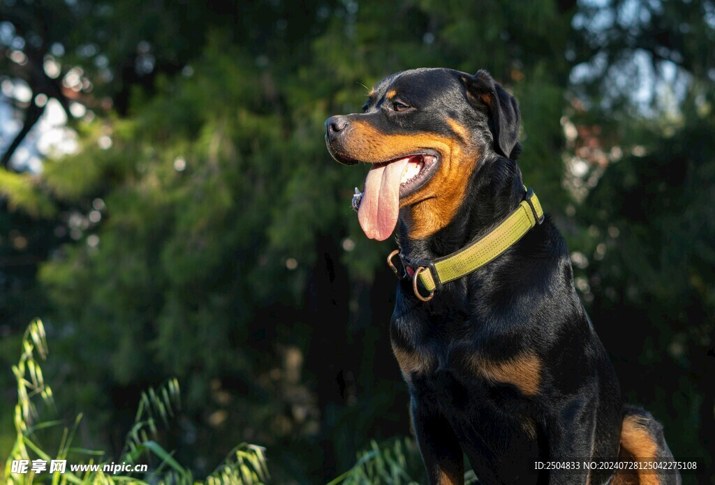 狗