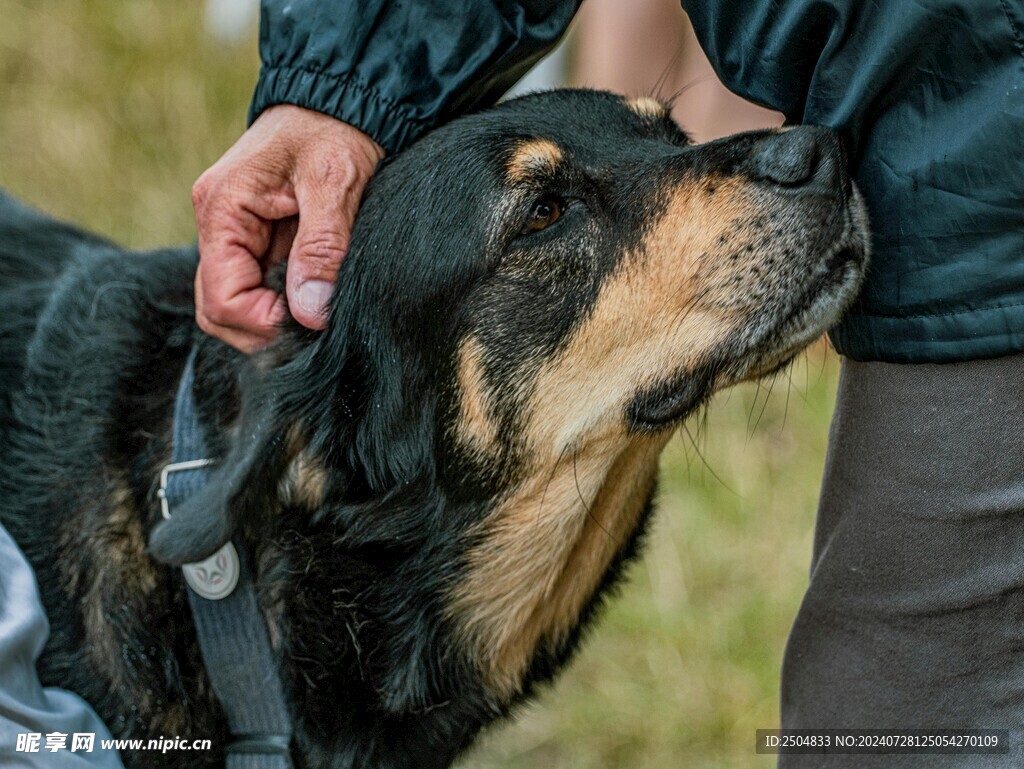 狗