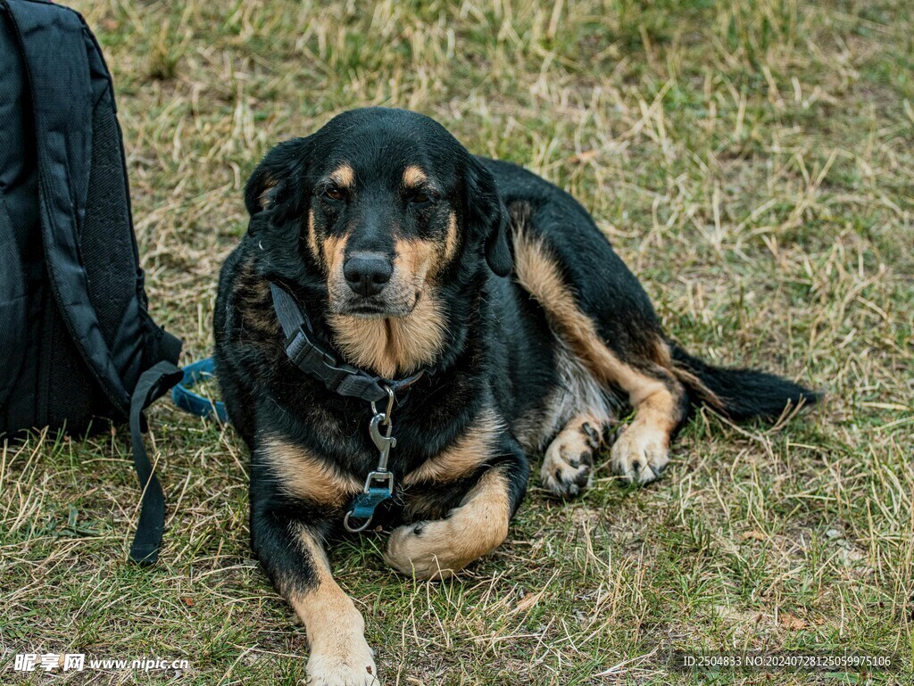 狗