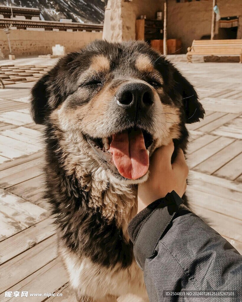 狗