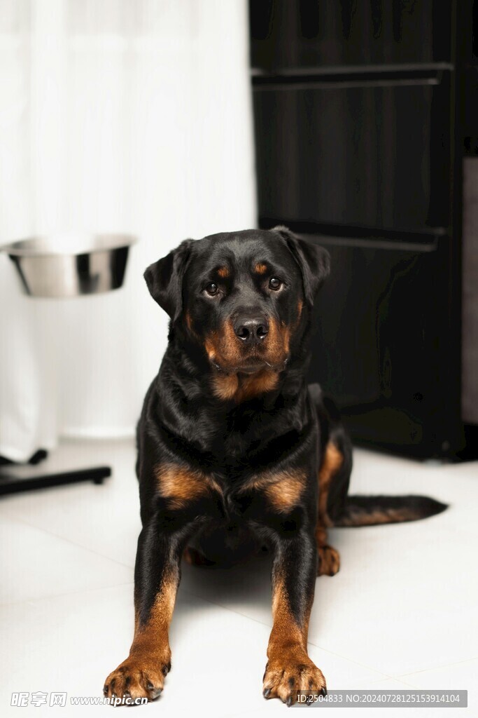 狗