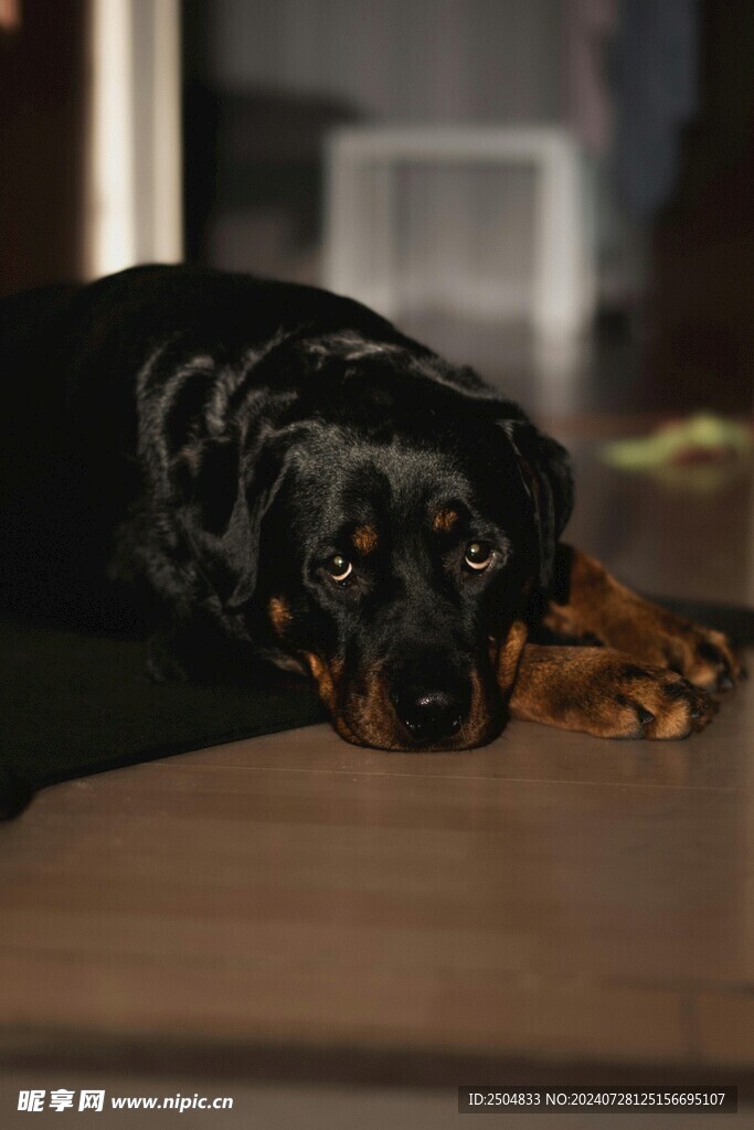 狗