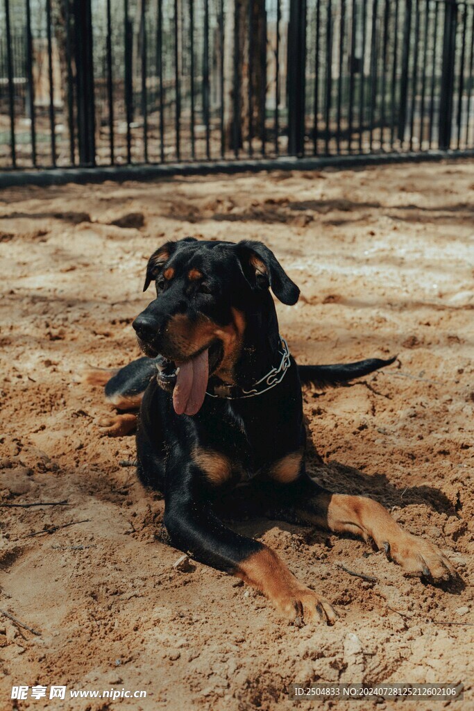 狗