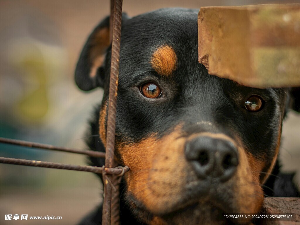 狗