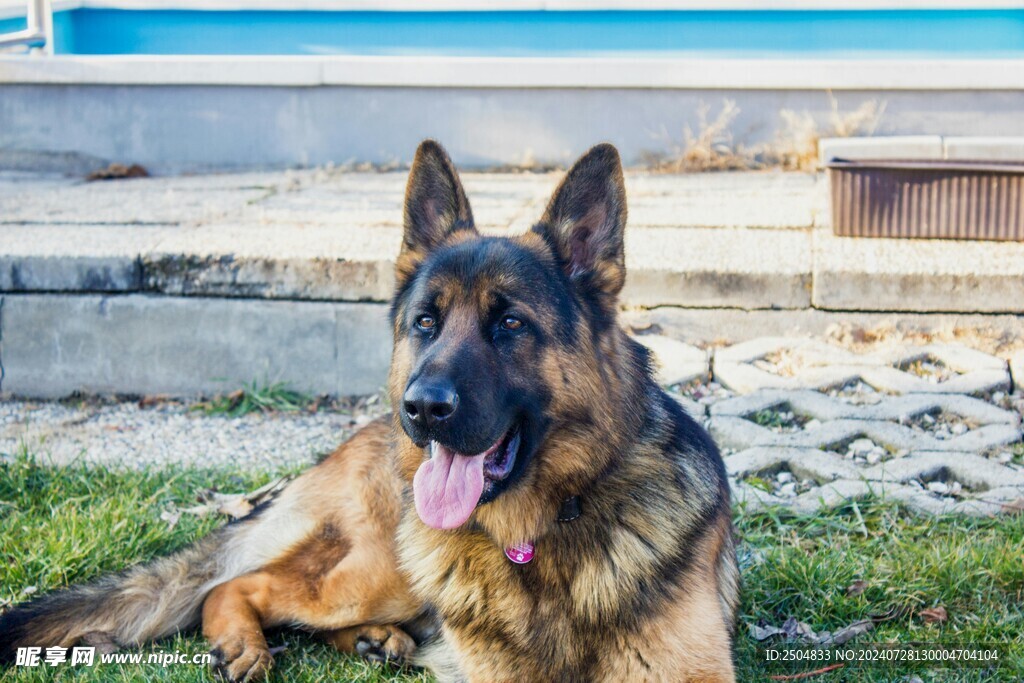 狗