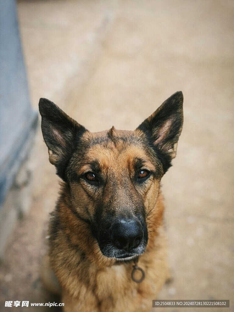狗