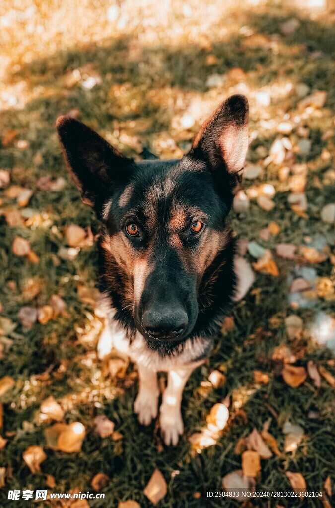 狗