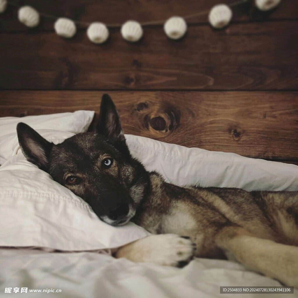 狗