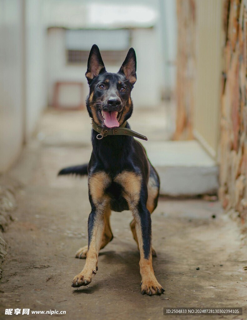 狗