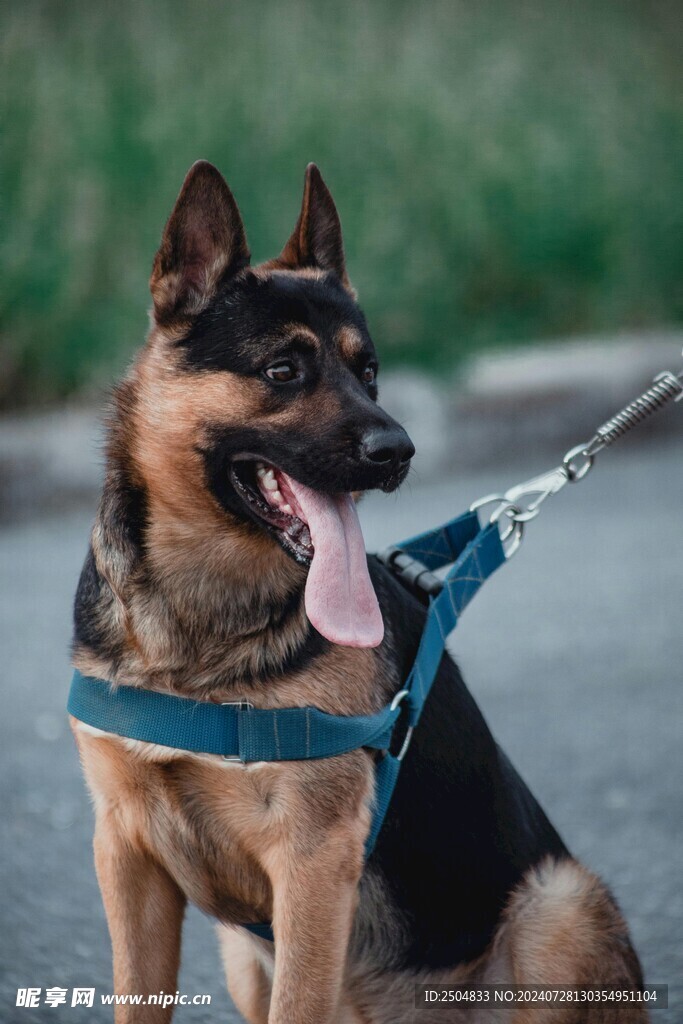 狗