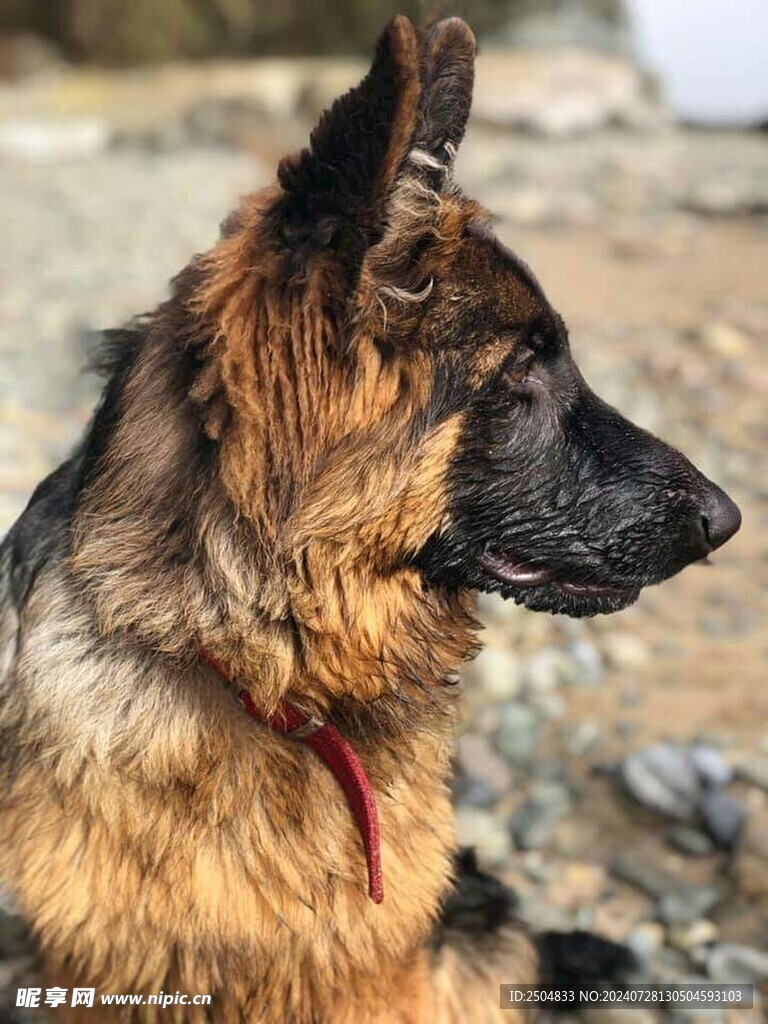 狗