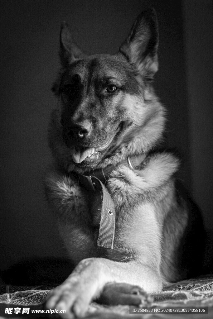 狗