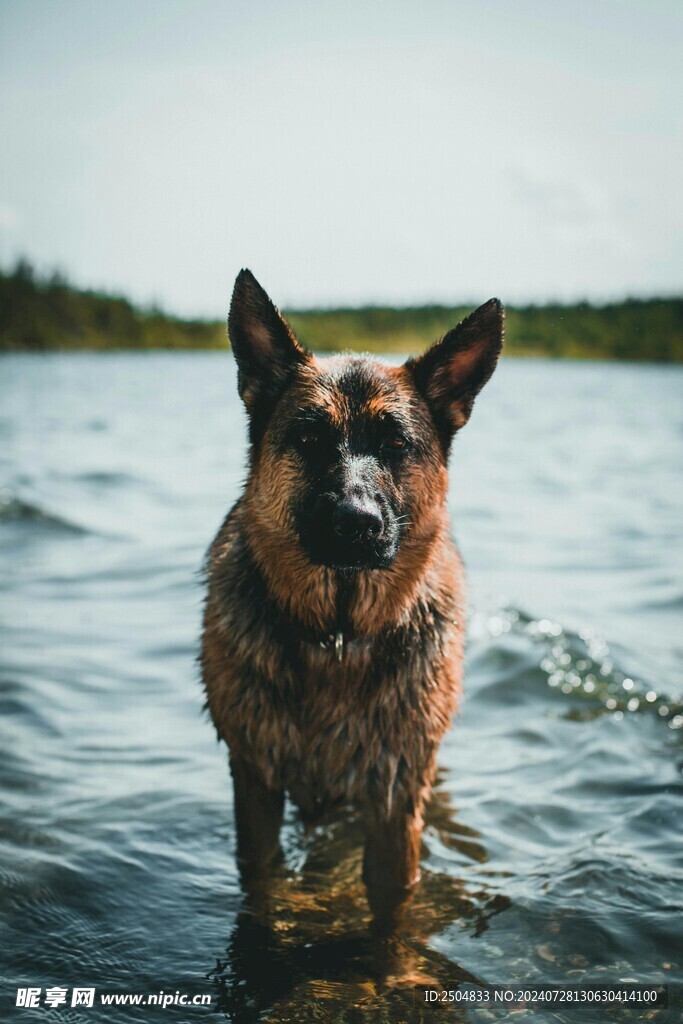 狗