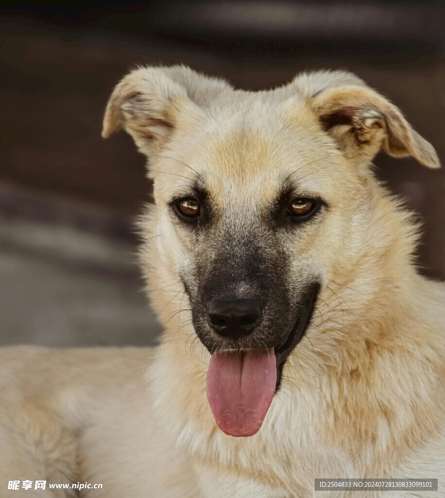 狗