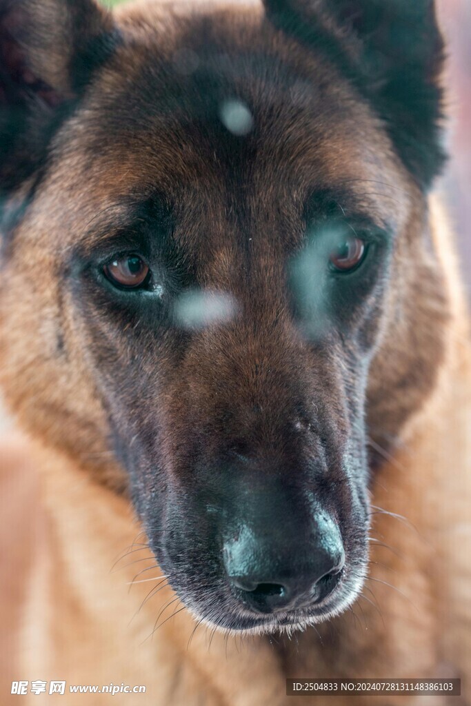 狗