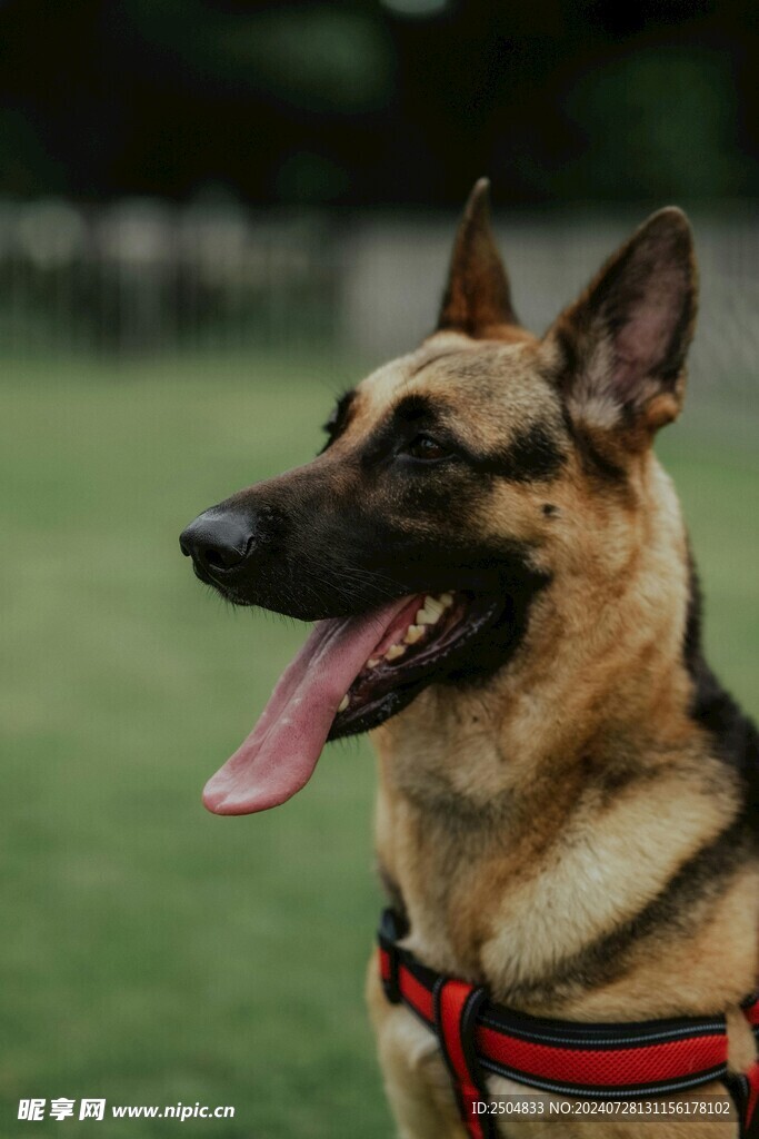 狗