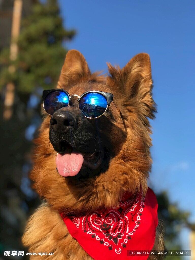 狗