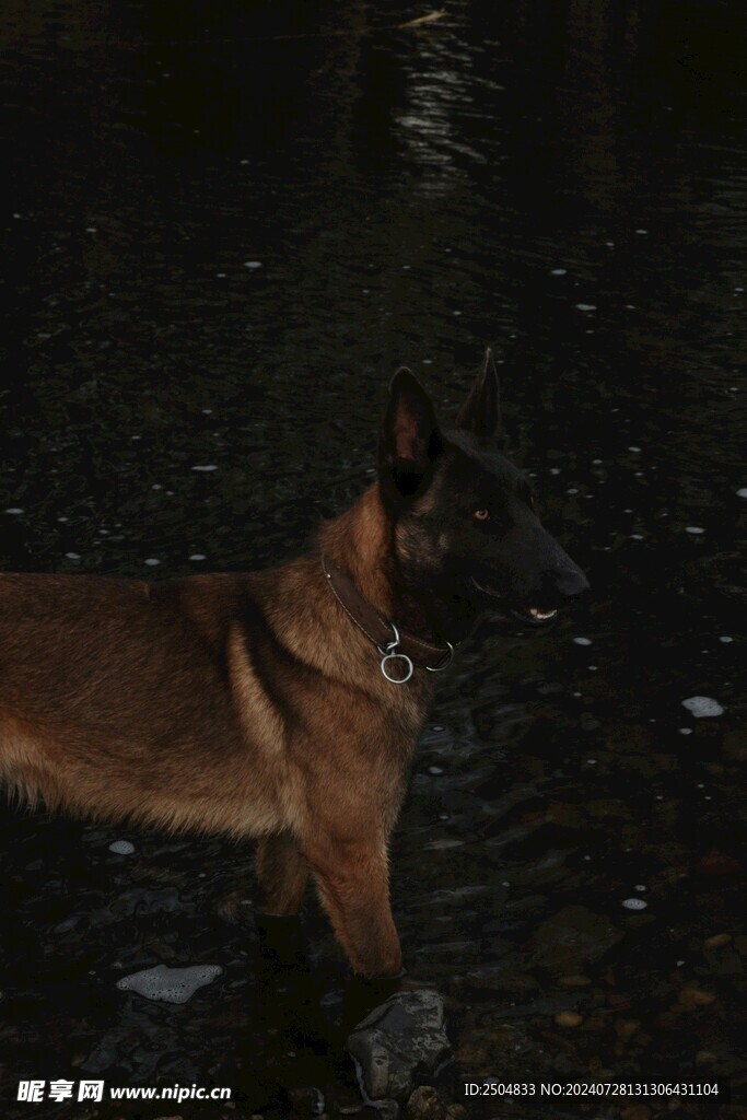 狗