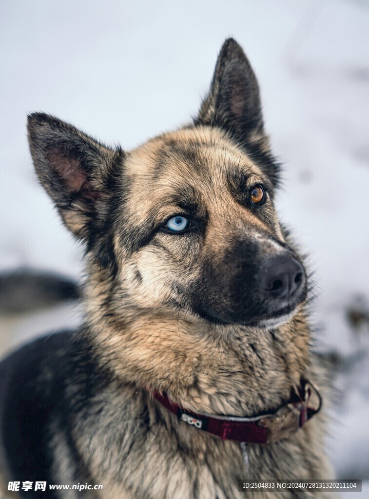 狗