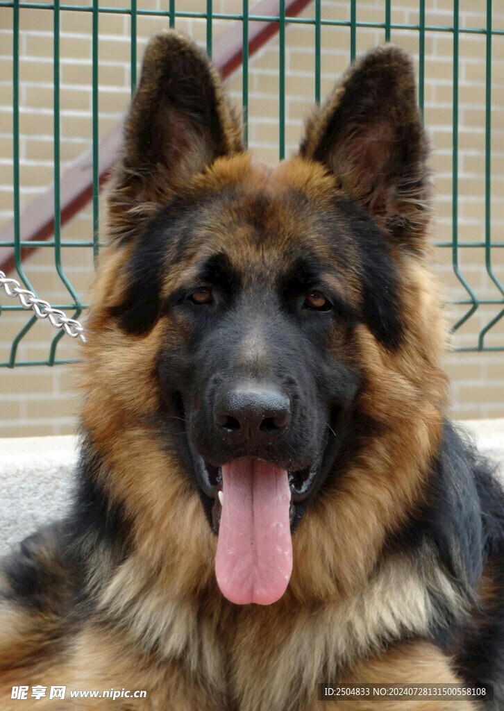 狗