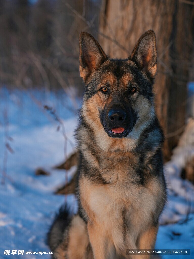 狗
