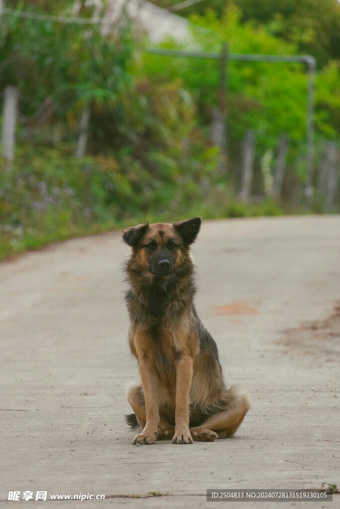 狗