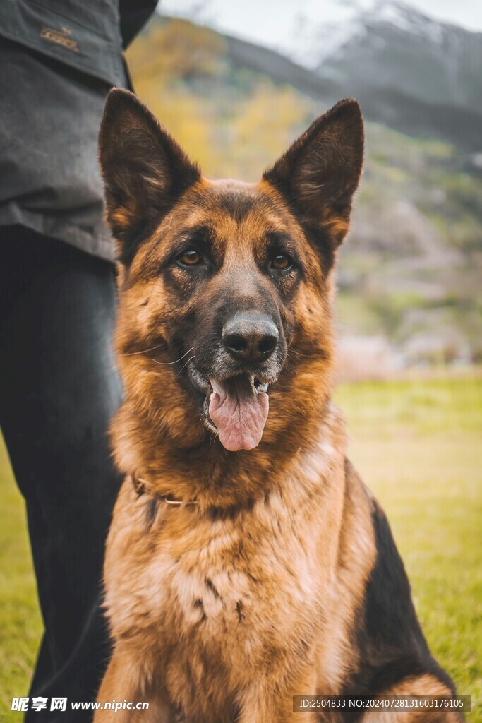 狗