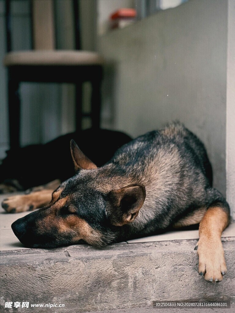 狗