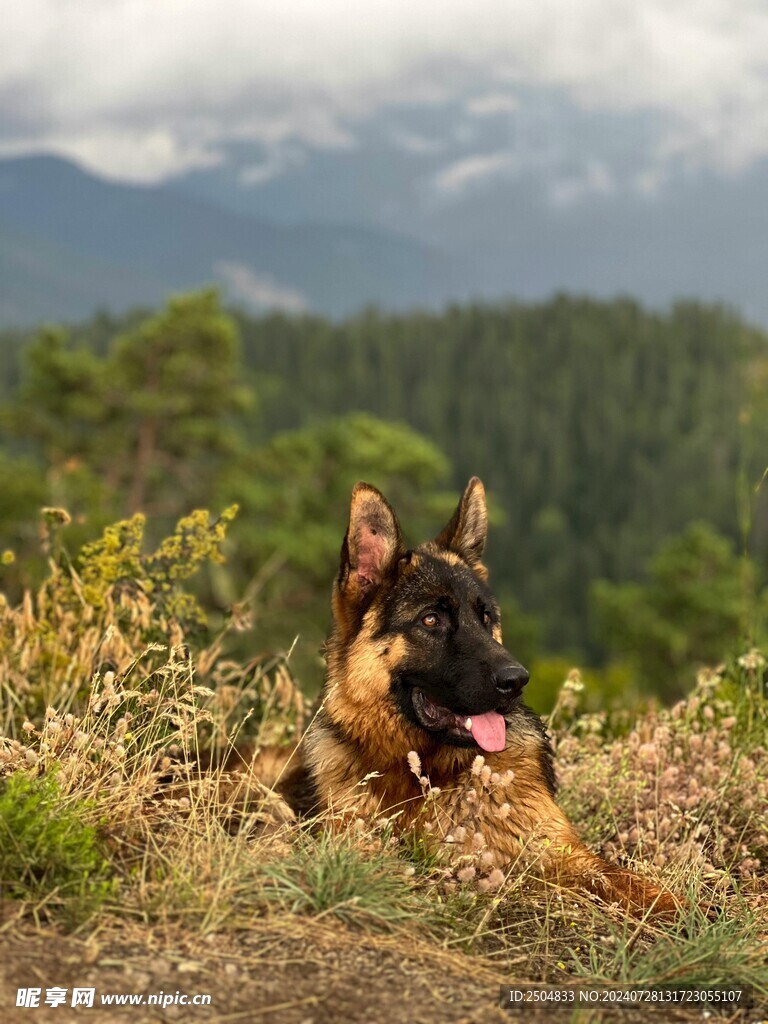 狗