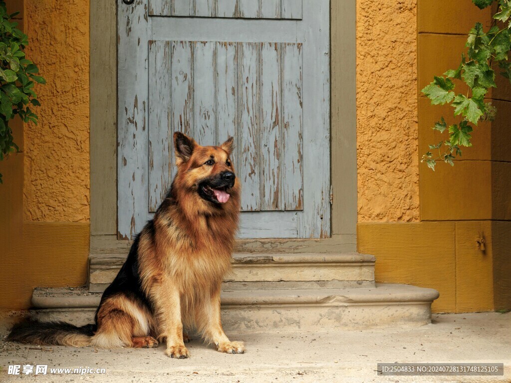 狗