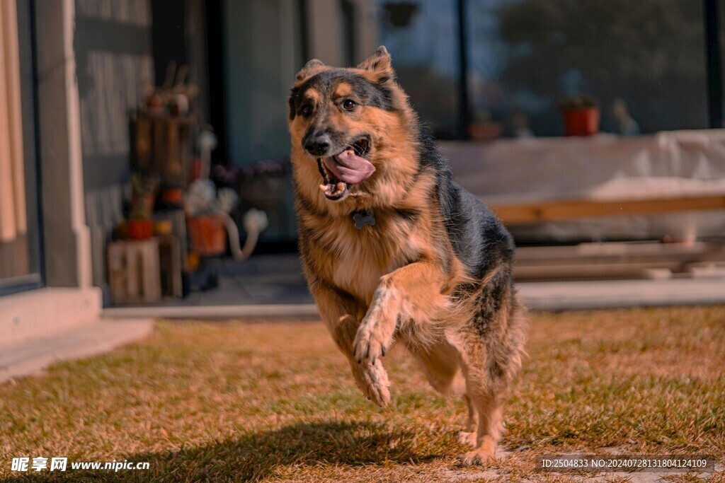狗