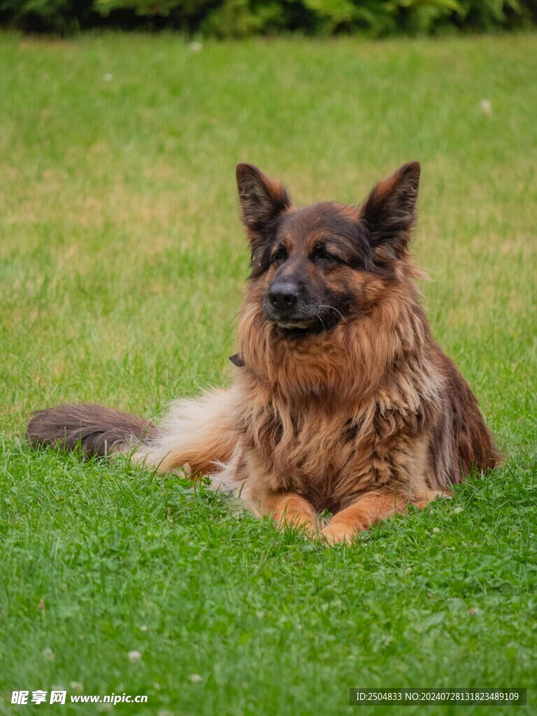 狗