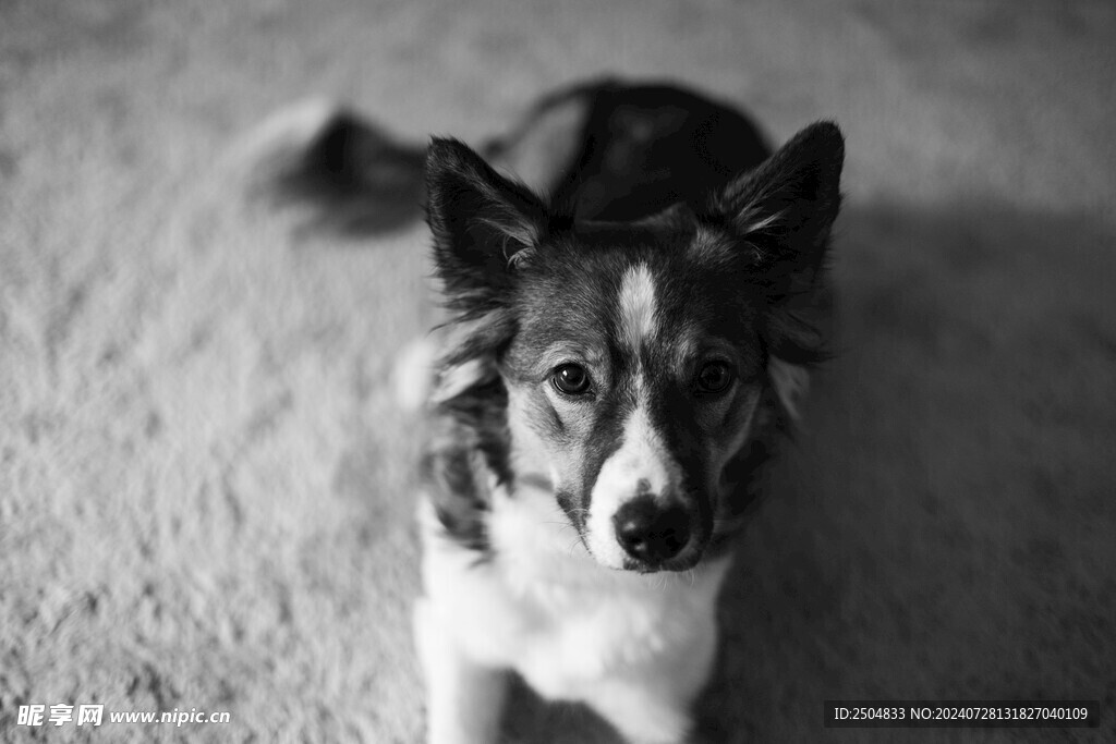 狗